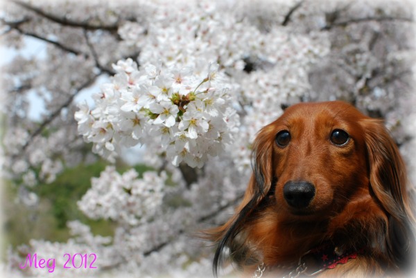 めぐ桜