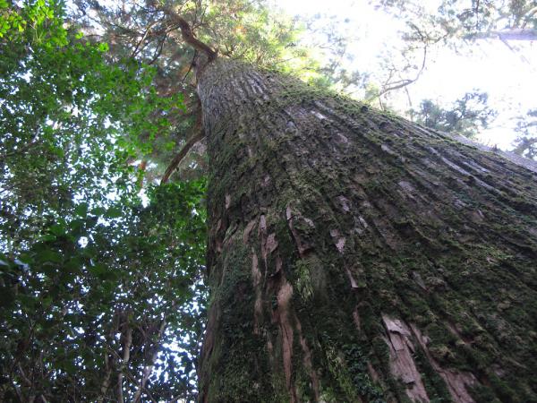 箱根神社 杉の木