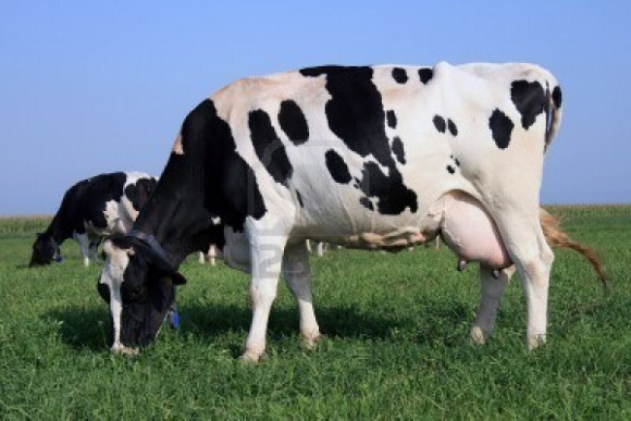 5787797-picture-of-some-holstein-cows-grazing-on-a-grass-field (580x387)