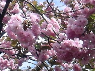 桜⑤