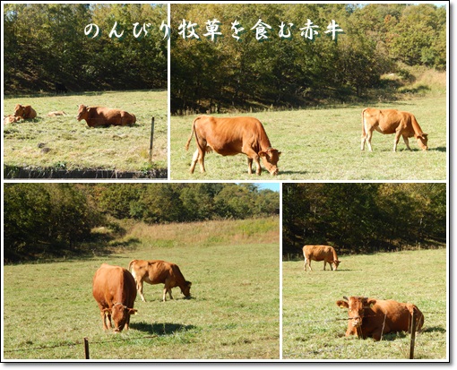 catsのんびり牧草を食む赤牛