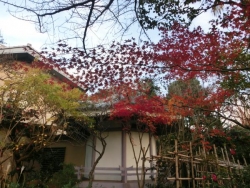 本行寺の紅葉