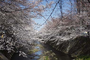 06桜 のコピー
