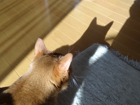 ジョゼフィン嬢と猫神様(2013.08.27)