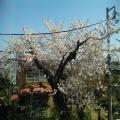今年の見事な桜