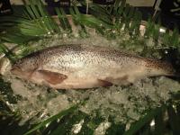これが信州サーモン。淡水魚。