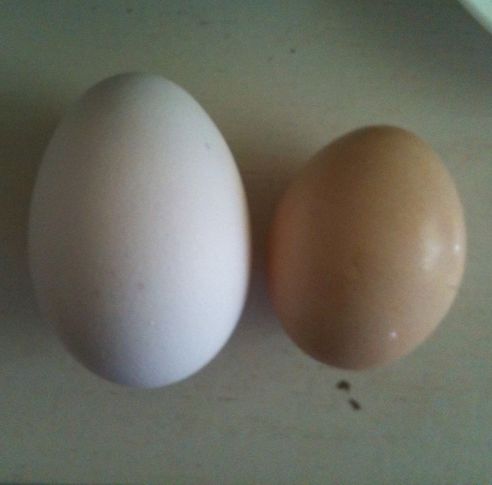 卵を比較