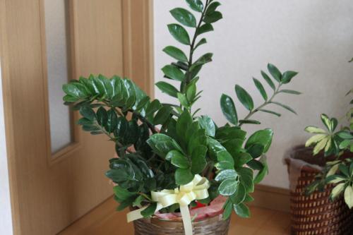 観葉植物　1