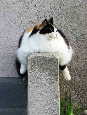 funny-cat-picture-fat-cat.jpg