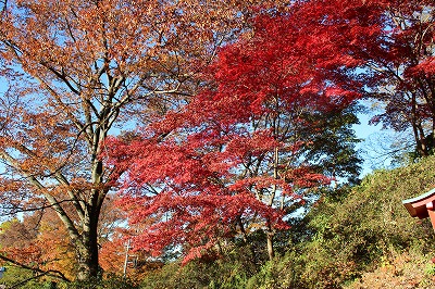 2013-11-23 織姫山の紅葉とネコ 008