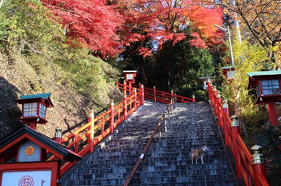 2013-11-23 織姫山の紅葉とネコ 001