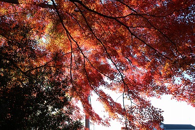 2013-11-23 織姫山の紅葉とネコ 019