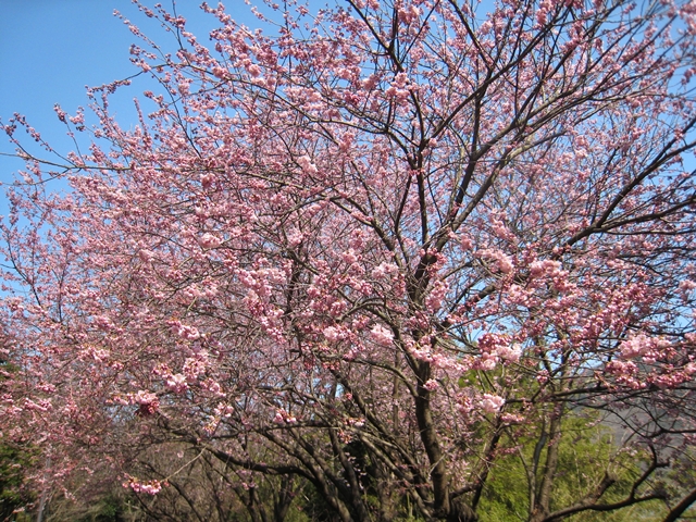 青海神社下の桜