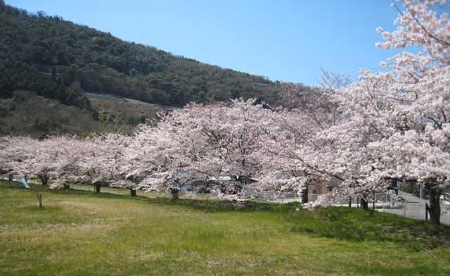 青海神社ふれあい公園の桜