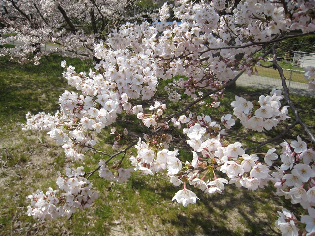 青海神社ふれあい公園の桜