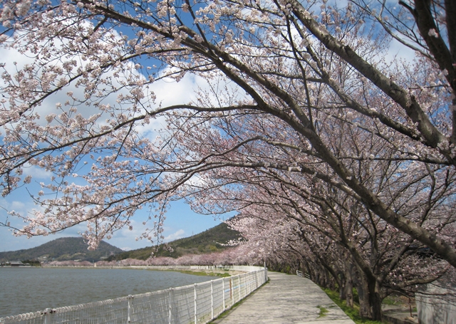 鎌田池の桜