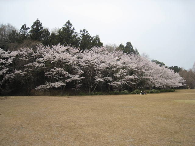 満濃池森林公園の桜