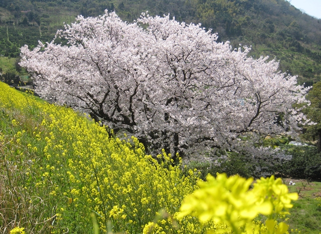 松ヶ浦池堤の桜