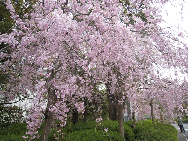セシール志度ロジスティクスセンターの桜