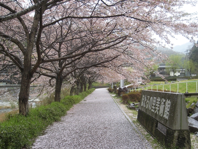 ホタルと文化の里公園の桜