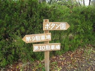 公渕森林公園ボタン園のボタン桜