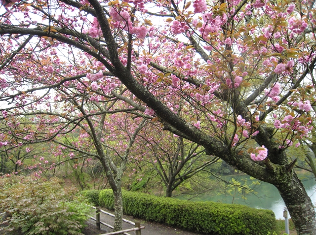 公渕森林公園ボタン園のボタン桜