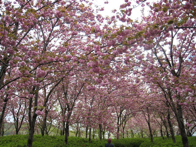 セシール志度ロジスティクスセンターの桜