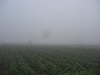 霧の海２