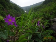 羽衣峠の登り道に咲くエゾコザクラ