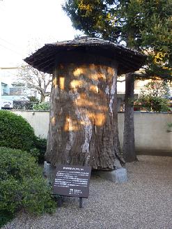 平櫛田中・クスの木