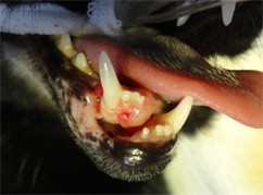 ネコの下顎の骨折1