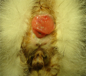 ネコの肛門の腫瘍2