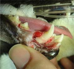 ネコの下顎の骨折2