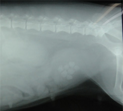 犬の膀胱結石(シュウ酸カルシウム)2