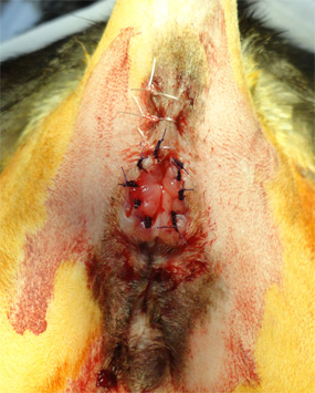 ネコの肛門の腫瘍3