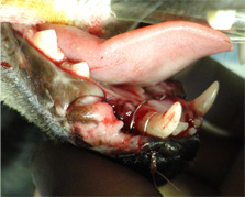 ネコの下顎の骨折4