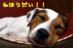 dog_bed_sleeping.jpg