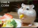 funny-pictures-hamster-has-a-corn.jpg