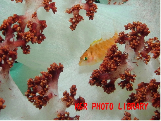 11月17日オキゴンベの幼魚1