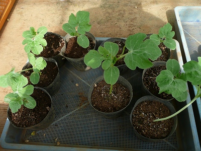 種蒔き１２日後の西瓜（ポット苗）