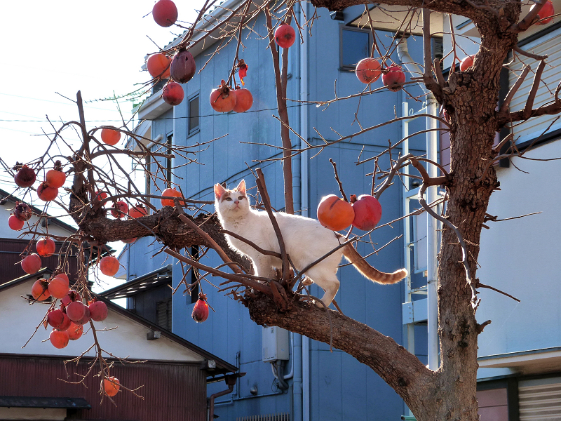 柿の木に登ったネコ