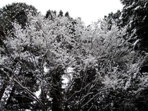 枝に雪がまるで葉っぱのように積もってます