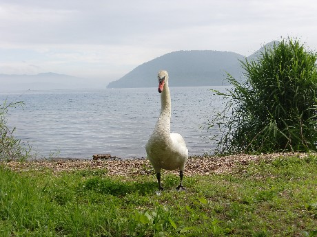 湖畔で白鳥がお散歩中。