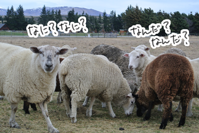 羊の国のラブラドール絵日記シニア!!「おもちかえり」写真6