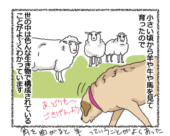 羊の国のラブラドール絵日記シニア!!「ファームドッグへの道のり」3