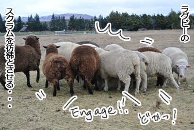 羊の国のラブラドール絵日記シニア!!「縮まる距離」写真日記3