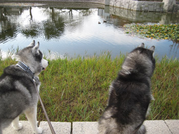 お池の観察