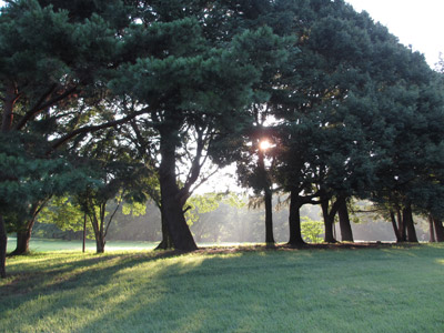 早朝の野川公園