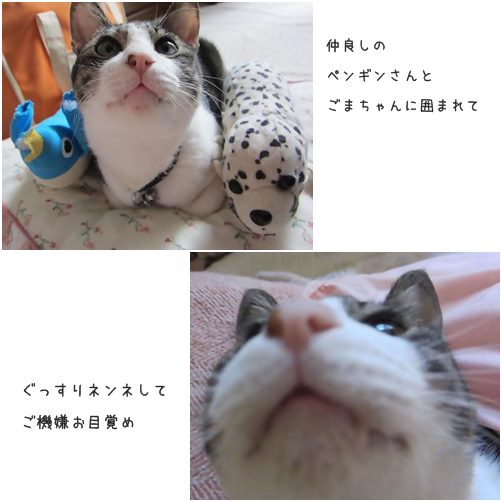 cats_201401041613102a8.jpg