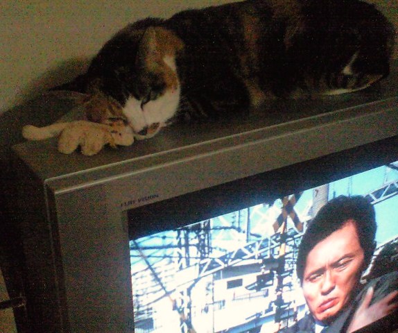 テレビの上の猫２